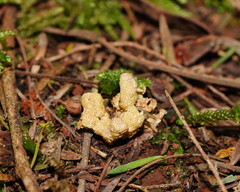 Cordyceps cranstounii