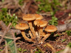 Pholiota squarrosipes