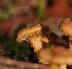 Pholiota squarrosipes