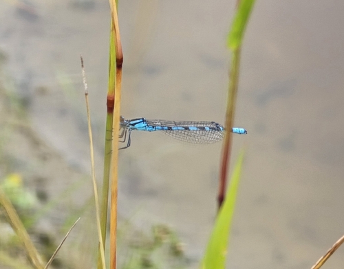 Common Blue Damselfly