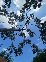 Cecropia litoralis, photograph (c) Raúl A. Ruiz M., some rights reserved (CC BY)