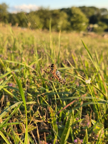 Wasp Spider