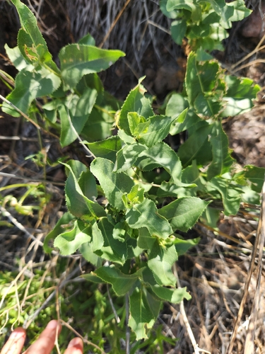Acourtia wrightii, photograph 3