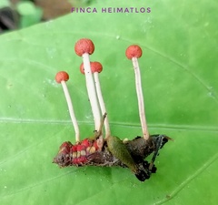 Paraisaria amazonica