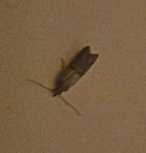 Indian-Meal Moth