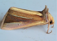 Plusia venusta