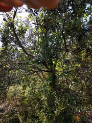 Comarostaphylis diversifolia diversifolia