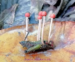 Paraisaria amazonica