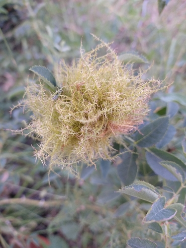 Mossy Rose Gall Wasp