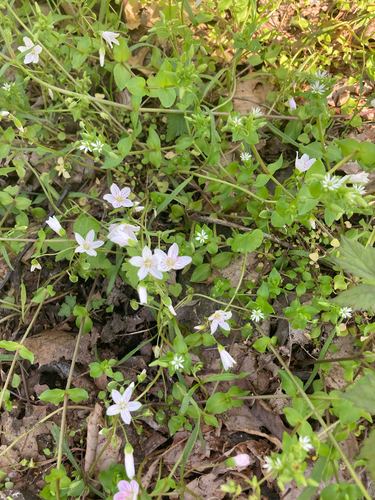 Claytonia virginica, photograph 3