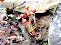 Paraisaria amazonica