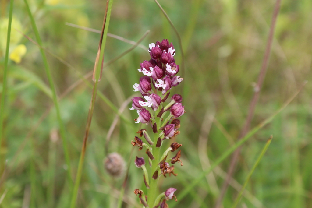 Neotinea ustulata; photograph (c) Edmundas Greimas, some rights reserved (CC BY)