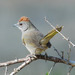 Green-tailed Towhee - Photo (c) Jerry Oldenettel, some rights reserved (CC BY-NC-SA)