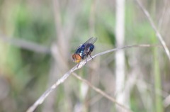 Compsomyiops callipes