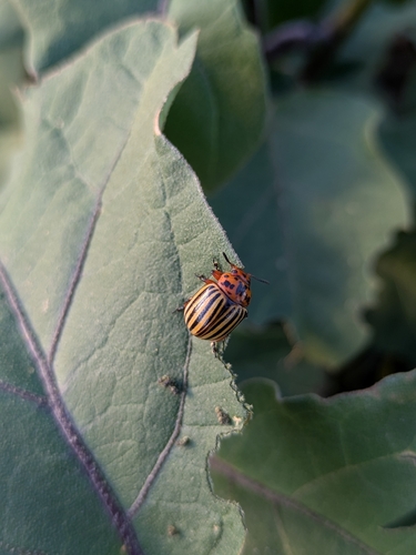 Colorado Potato Beetle