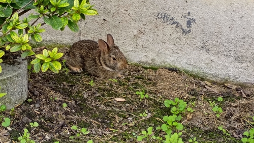 Eastern Cottontail