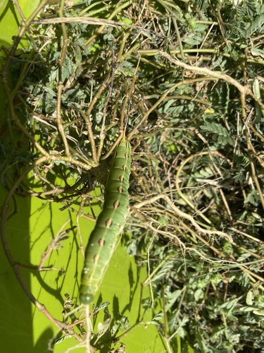 White-lined Sphinx