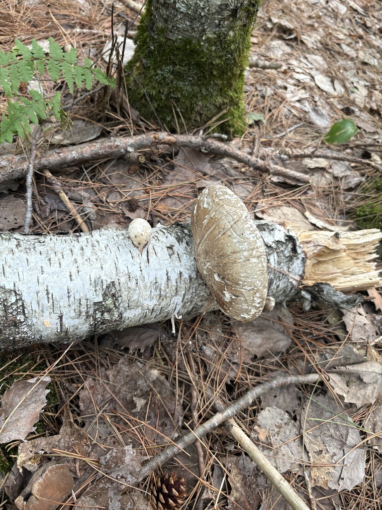 birch polypore · August 2026 · photo: Photo: (c) Luca Gagliano, some rights reserved (CC BY) · iNaturalist