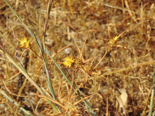 Carlina racemosa (Carlina racemosa)