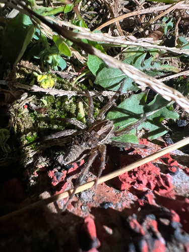 Radiated Wolf Spider