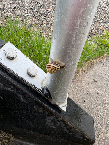 Brown-lipped Snail