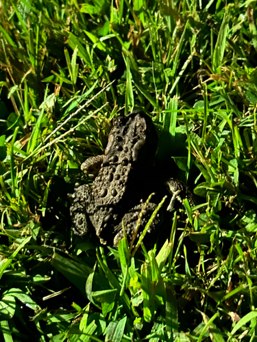 American Toad