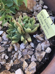 Dudleya traskiae