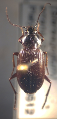 Agonum propinquum