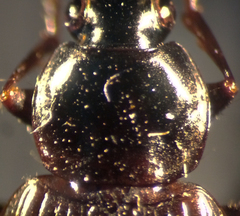 Agonum propinquum