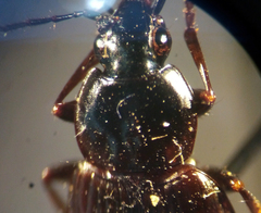 Agonum propinquum