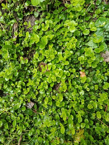 Наблюдение на iNaturalist