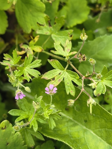 Small-flowered Crane's-bill