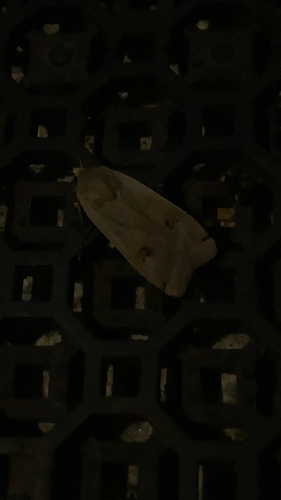 Large Yellow Underwing