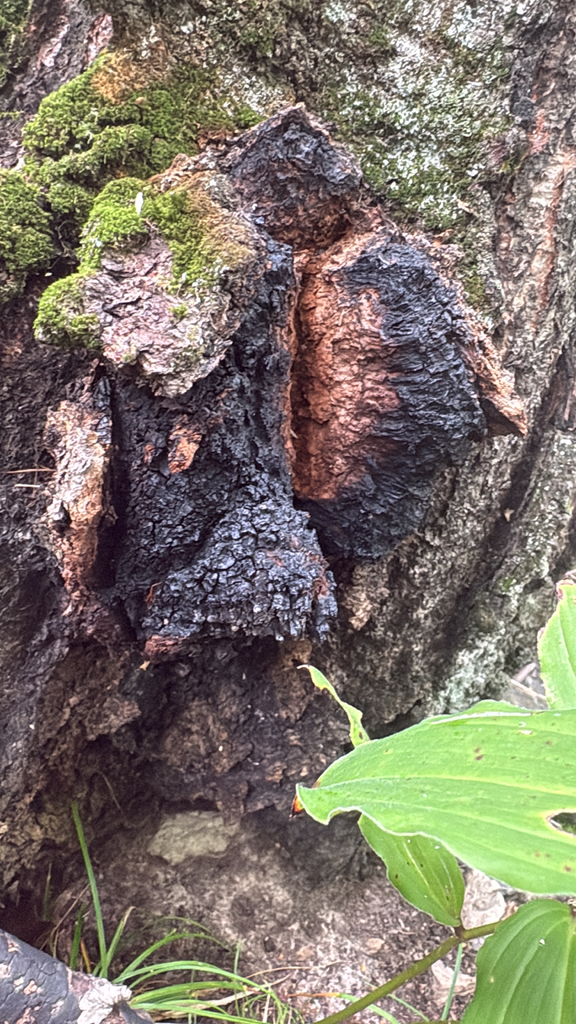 chaga · August 2026 · photo: Photo: no rights reserved · iNaturalist