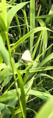 Green-veined White