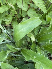 Cirsium canum