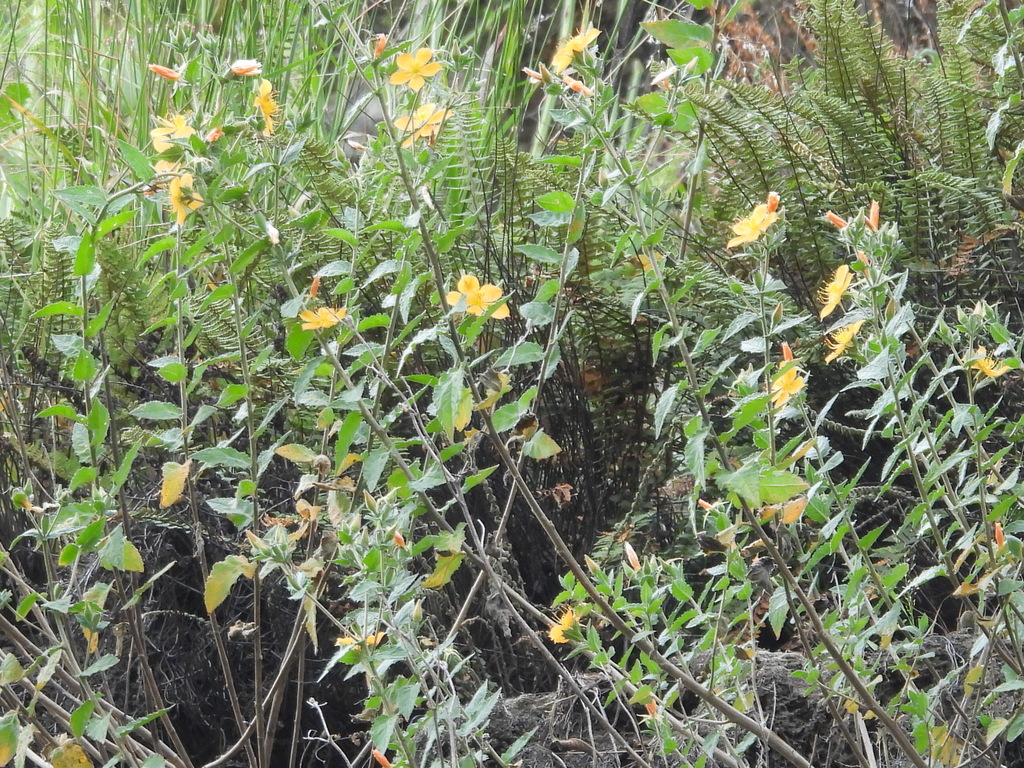 Mentzelia hispida; photograph (c) Oscar Alejandro Morales Juárez, some rights reserved (CC BY-SA)
