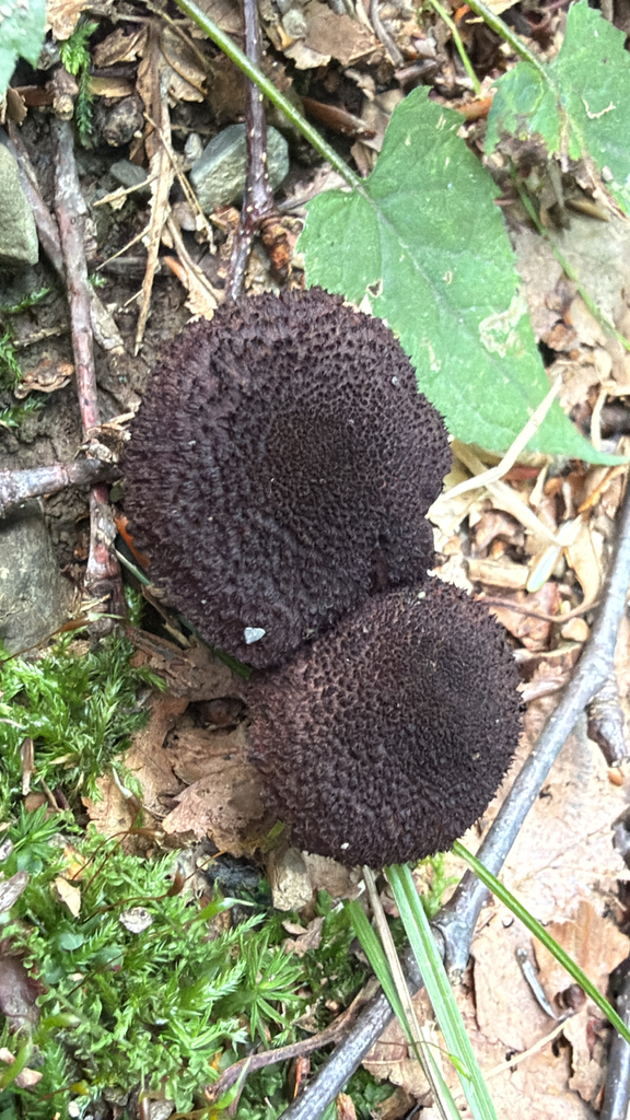 Inocybe tahquamenonensis · August 2026 · photo: Photo: (c) nebrooks, some rights reserved (CC BY) · iNaturalist