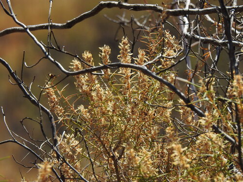 Genista hirsuta, photograph 2