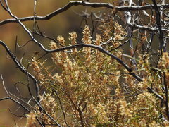 (c) Duarte Frade, some rights reserved (CC BY) Genista hirsuta, photograph (c) Duarte Frade, some rights reserved (CC BY)