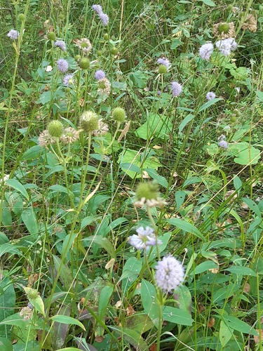 Devil's-bit Scabious