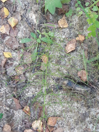meadow horsetail