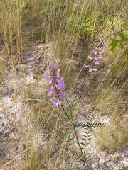 Astragalus michauxii