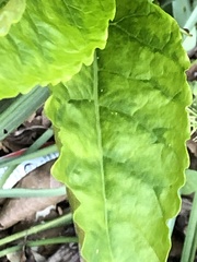 Pokeweed mosaic virus