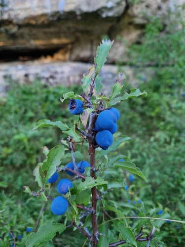 Blackthorn