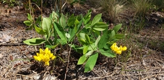 Baptisia cinerea