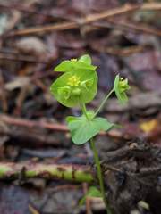 Euphorbia crenulata