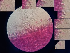 Laccaria paraphysata