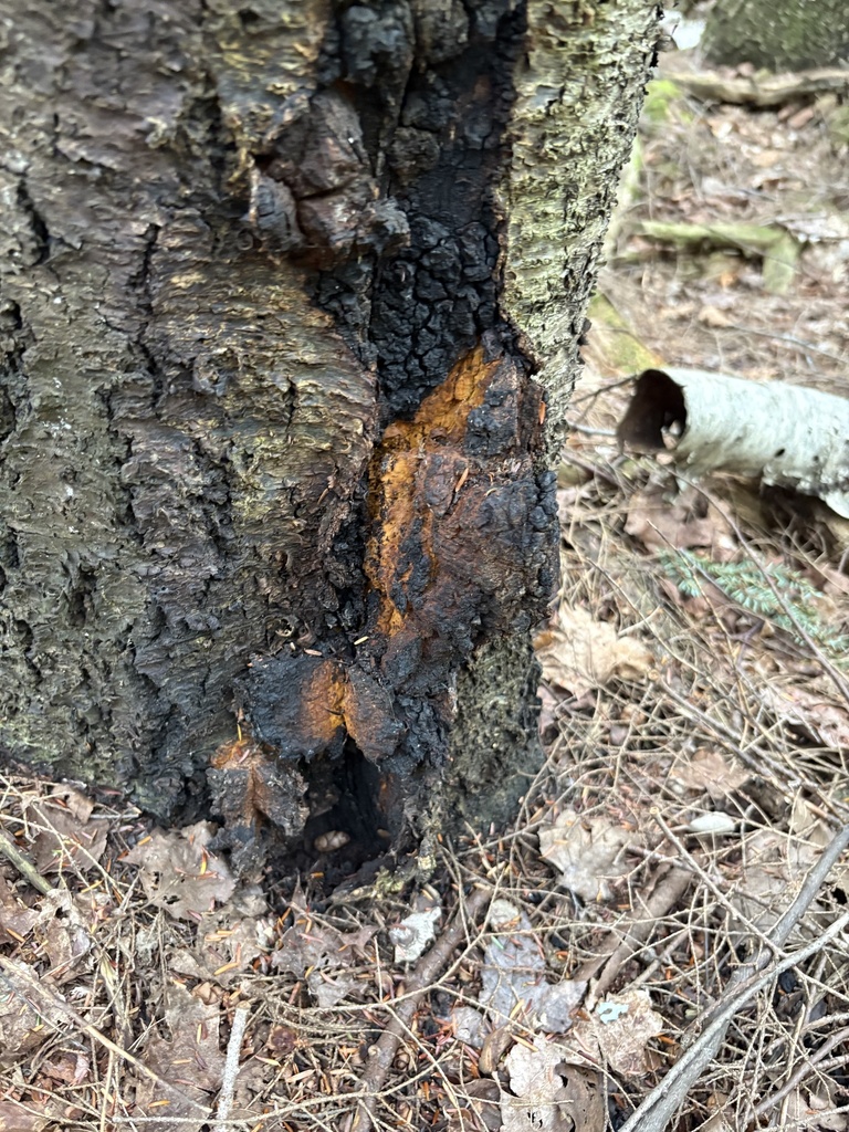 chaga · August 2026 · photo: Photo: (c) Luca Gagliano, some rights reserved (CC BY) · iNaturalist