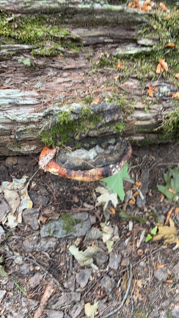 Northern Red Belt · August 2026 · photo: Photo: (c) Luca Gagliano, some rights reserved (CC BY) · iNaturalist